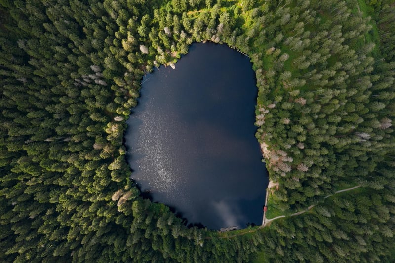 Forest Harmony