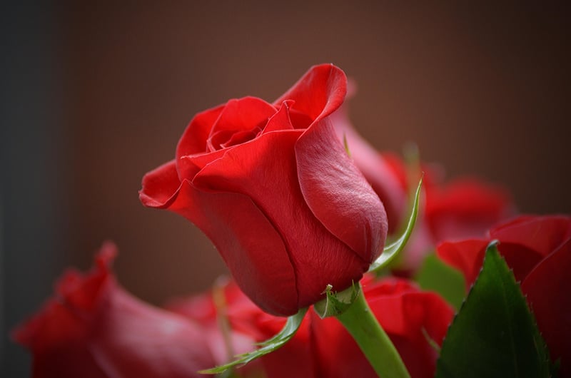 Garden Romance